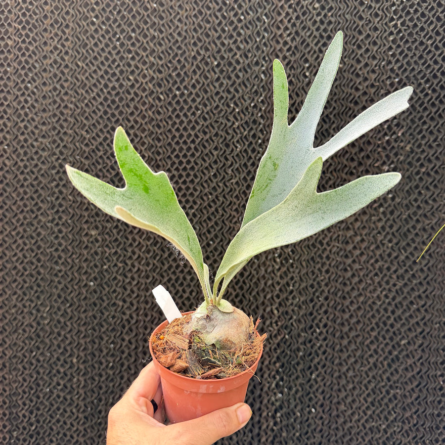 קרן אייל צ'לסו (Platycerium Celso)