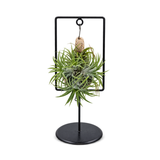 אריחי איוננטה במסגרת (Ionantha Tiles in Frame)