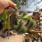אריחי צמח אוויר לתלייה (Air Plant Tiles)