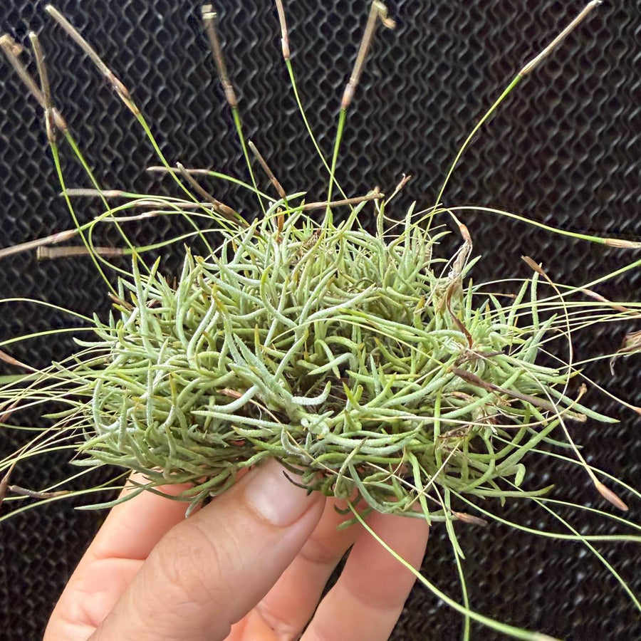 מושבת קפילריס (Capillaris Cluster)