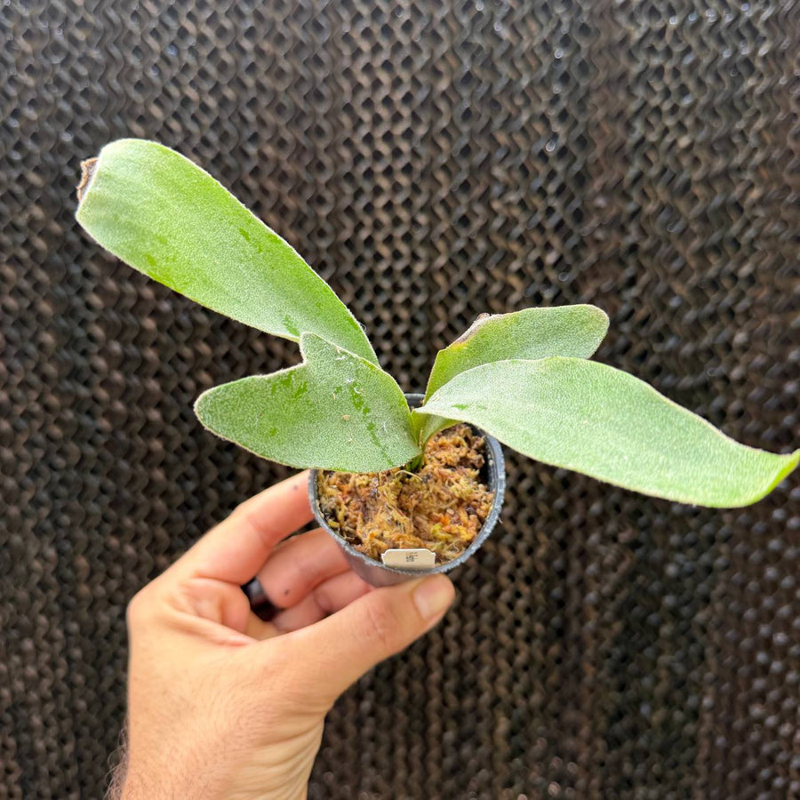 קרן אייל פדרו (Platycerium Pedro)