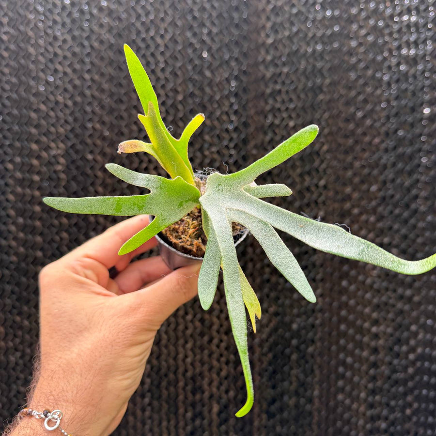 קרן אייל ילו מון ננסית (Platycerium Yellow Moon Dwarf)