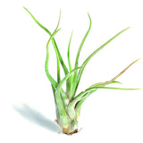 Caput Medusae