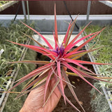 Brachycaulos Abdida