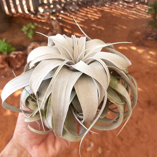 Xerographica L