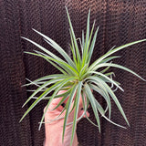 Brachycaulos Abdida