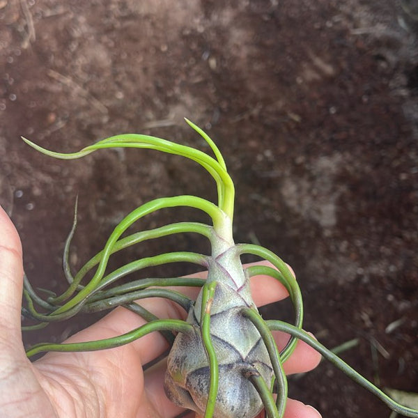 Bulbosa Belize