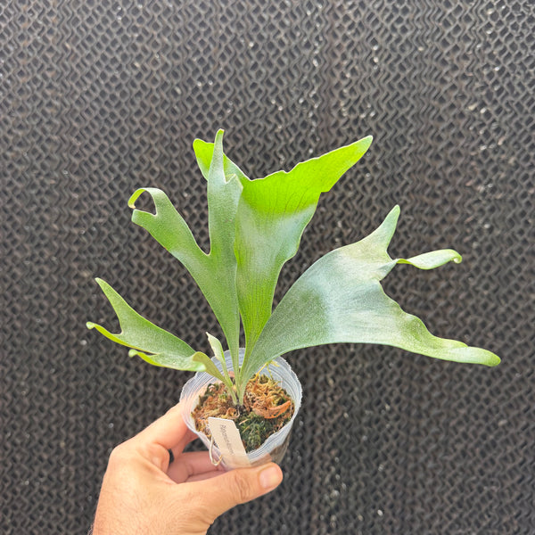 קרן אייל אלסיקורנה גורגון (Platycerium Alcicorne Madagascar Gorgon)
