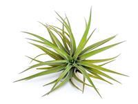 Brachycaulos multiflora