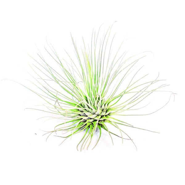 Filifolia