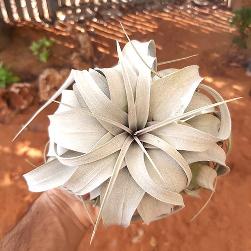 Xerographica L