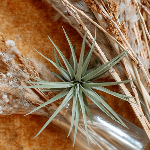 Palgio tropica