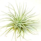 Tectorum Snow