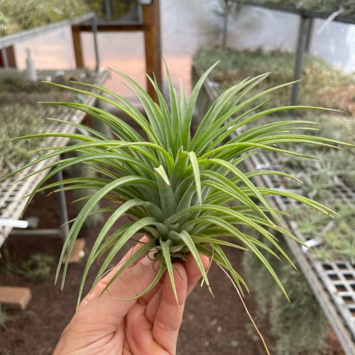 T.Victoria Red Splendor