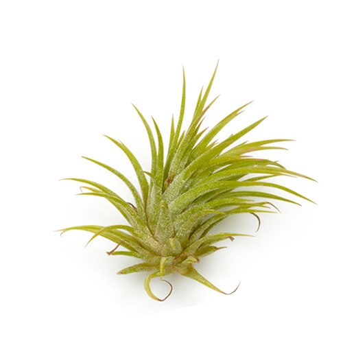 איוננטה הואמלולה (Ionantha Huamelula)