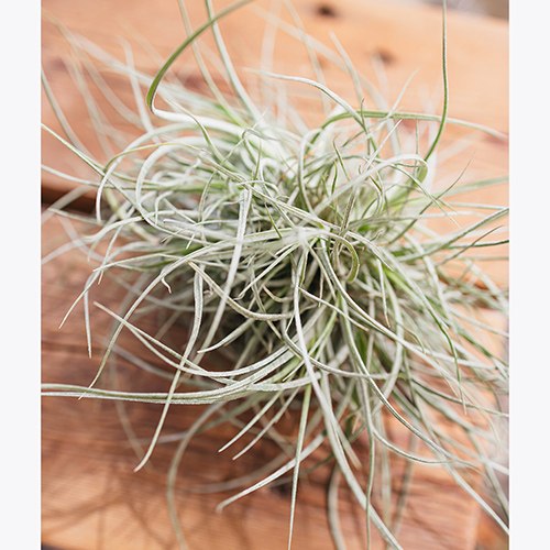 Schiedeana wire ball