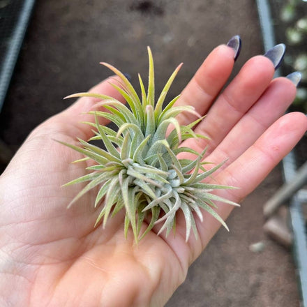 ionantha+2 babies