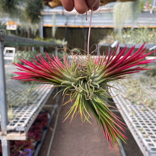 Ionantha fuego pulk