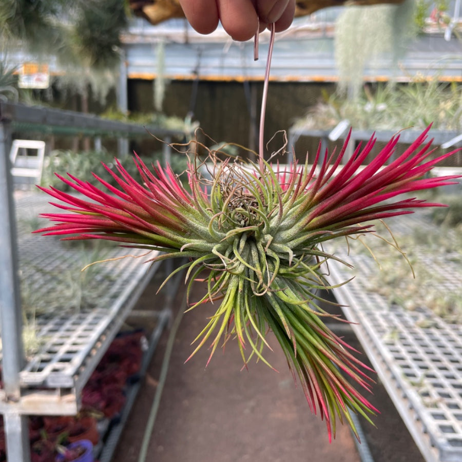 Ionantha fuego pulk