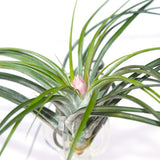 Stricta