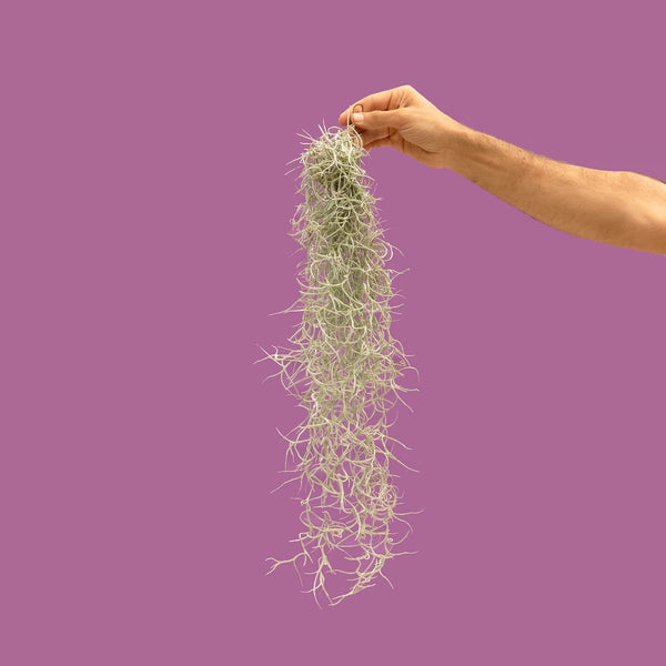 טחב ספרדי - Spanish Moss