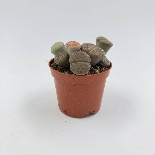ליתופס (Lithops)