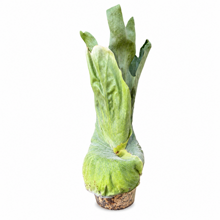קרן אייל סופרבום (Platycerium Superbum)