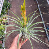 פסיקולטה (Fasciculata)