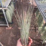 Juncea XXL
