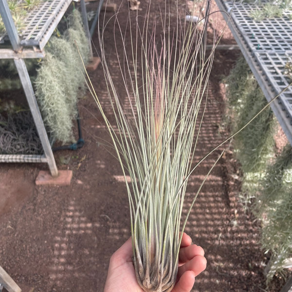 Juncea XXL