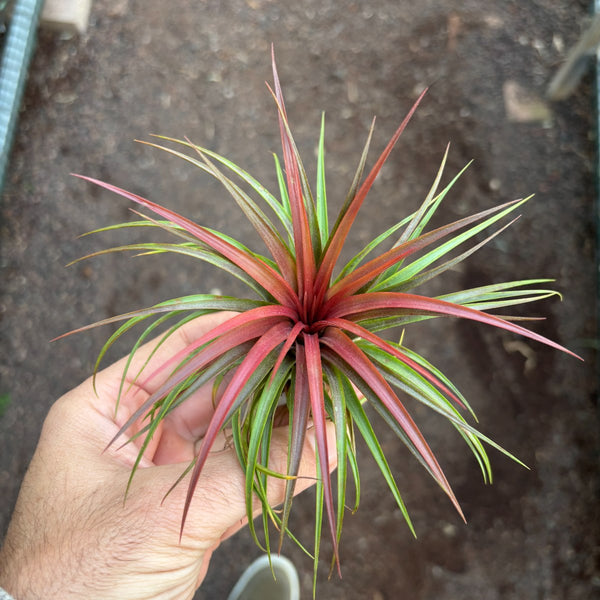 Rainforest Red