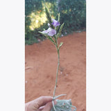 Duratti-i