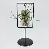 אריחי איוננטה במסגרת (Ionantha Tiles in Frame)