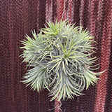 Ionantha Ball xxl