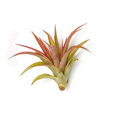 Brachycaulos multiflora