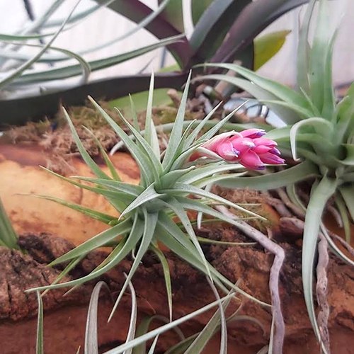 Aeranthos