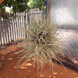 Schiedeana wire ball