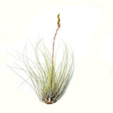 Argentea