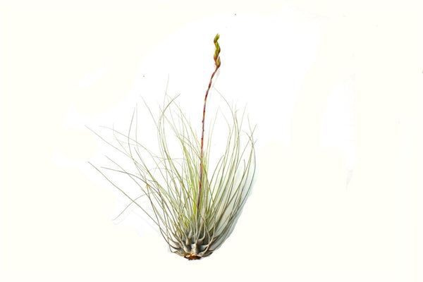 Argentea