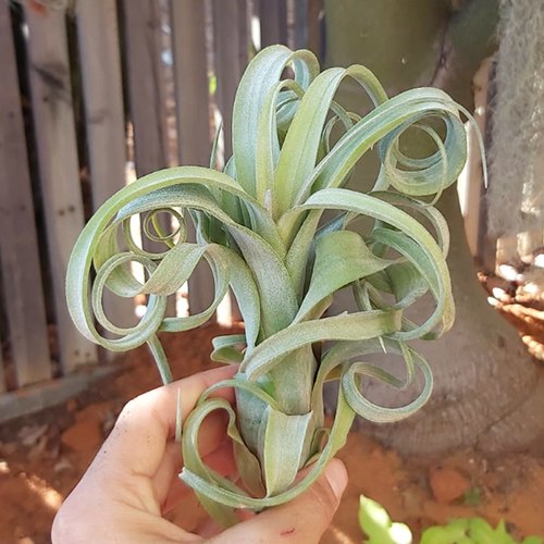 Curly slim xL