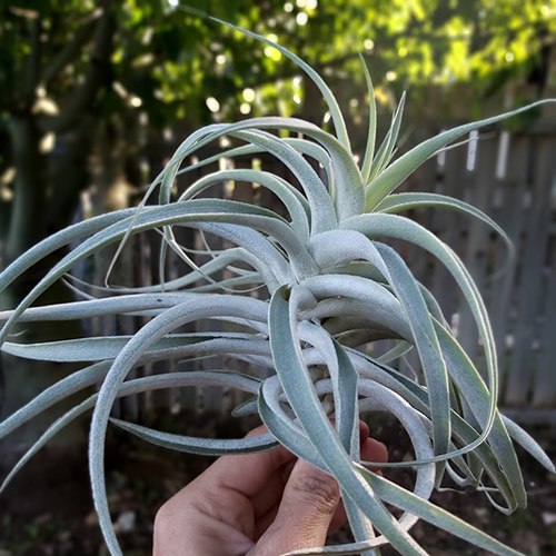 Cacticula