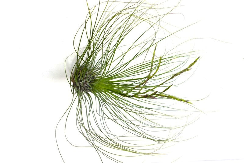 Filifolia