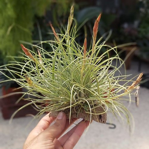מושבת רקטיפוליה (Rectifolia Cluster)