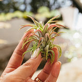 איוננטה הואמלולה (Ionantha Huamelula)