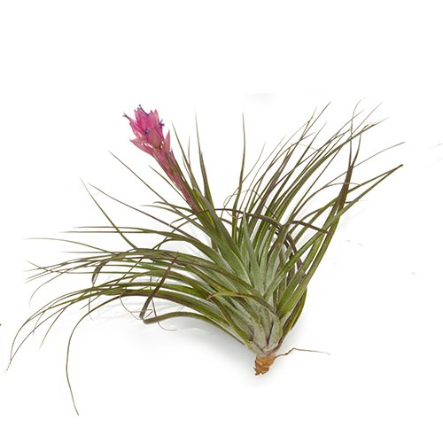 Stricta