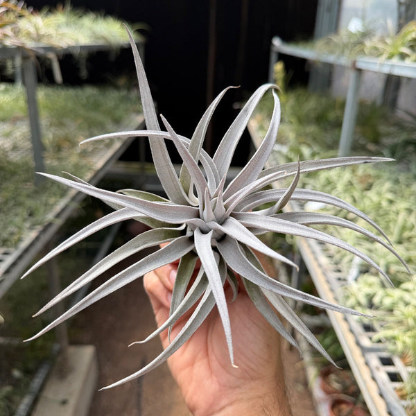 צ'יאפנסיס (Chiapensis) M