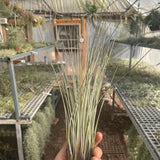 Juncea XXL