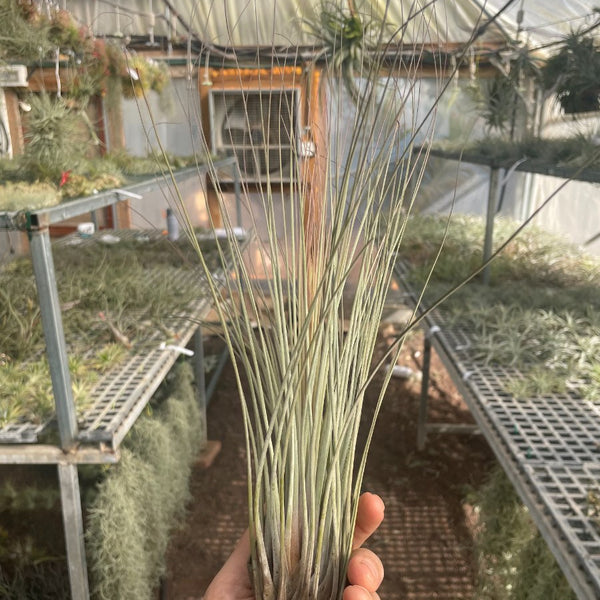 Juncea XXL