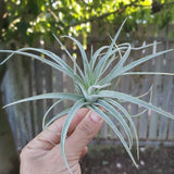Pholiana
