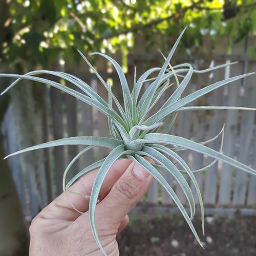 Pholiana